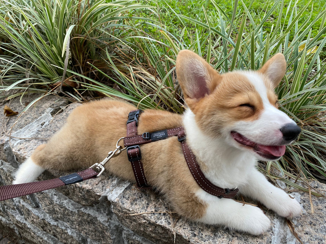 The Story of DumCutie💛